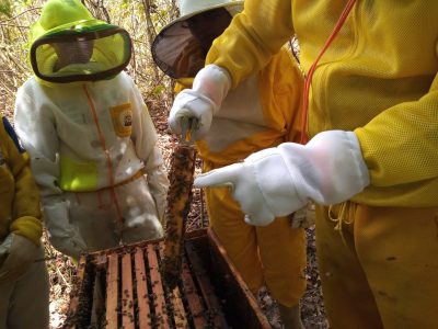 Sindalcool-PB realiza curso de capacitação em apicultura em Rio Tinto